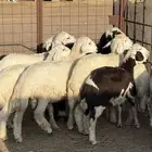 طليان