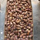 متلبن ( لبانه ) من تمور الصلحانيه