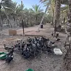 بط سوداني