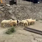 9 طليان للبيع