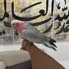 كوكاتو قالا اليف جدا