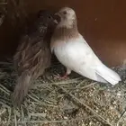 صنعاني أبيض صوت ناعم ومنتج