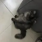 قط للبيع مع جميع اغراضة