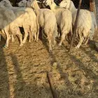 غنم حريات مع عيالها