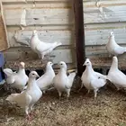 حمام بكستاني. وحمام فرنسي