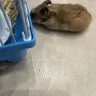 همستر أليف صيني مع شبكين كبير وصغير وأكل