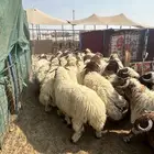 نعيم جبر ووسط وهرافي وحريات جبر ووسط وهرافي