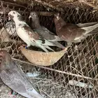 حمام قطايف