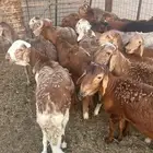 سواكن جبره