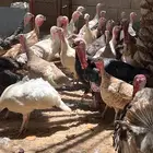 للبيع دجاج رومي