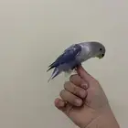 للبيع روز اليف هدد داخلي خارجي