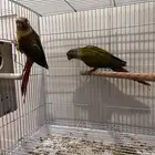 زوج كنيور منتج شرط محلل