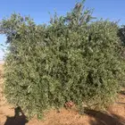 للبيع شجر زيتون