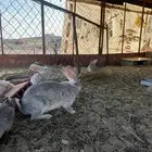 ارانب شنشيلا