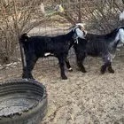 تيوس ثلاجه