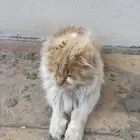 بساس بيت مرميه