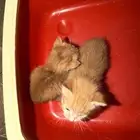 قطتين صغار مافيهم امراض ابد سليمين بس امهم ماتت وباقي هم