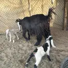 عنز متوم صنف فاخر