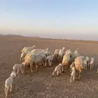 البيع غنم حريات العدد 14