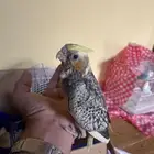 طيور كروان فروخ غر