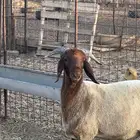 خروف نعيم