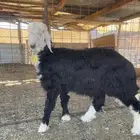 ضحايا للبيع نجد تم البيع