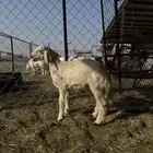 طلي