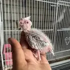 فروخ كروان رسيسف عيون حمر