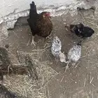 دجاجه مفرخه