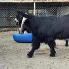 تيس عارضي ثني