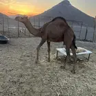 قعواد مشروع فحال من سس مرح طيب