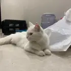 قطوه للبيع