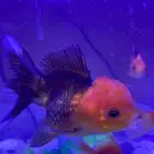 اسماك القولد فيش بجميع أنواعها