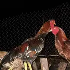 اثنين ذكور وثلاث اناثي بكستاني