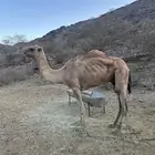 ناقه فاطر عوادي