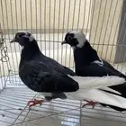 قلابي قطيفي شرط قلب شرط صحه