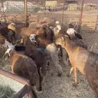 ذبايح سواكن وحريات