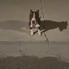 بيتبول صغير بسعر مميز