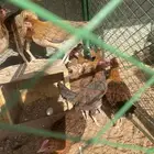 دجاج عربي ترثه