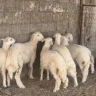 طليان حري مقفله فل الفل