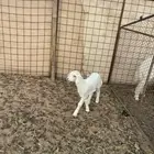 داغور حري تم البيع الله يبارك له