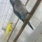 زوج كويكر ذكر اليف واثنى لاتينو
