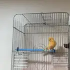 كناري ذكر تغريد