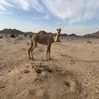 بكره كفؤ تماميه