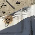 كبوت ورفارف كرسيدا 91