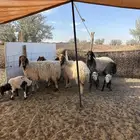 نعيم مواليد