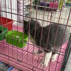 قطة شيرازيه للبيع