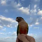 كنيور ضايع