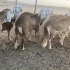 طليان
