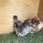 للبيع كشكش